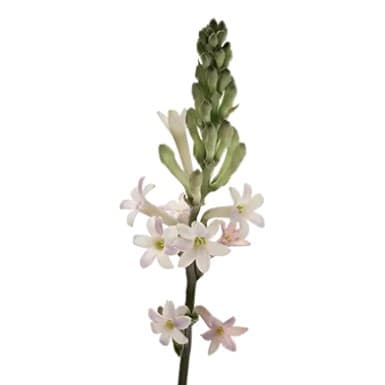 Polianthes Elsa Blush