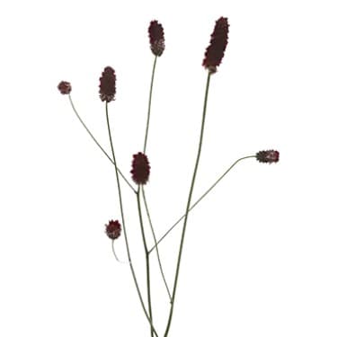 Sanguisorba Red Dream®