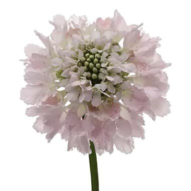 Scabiosa Bon Bon Scoop™ French Vanilla