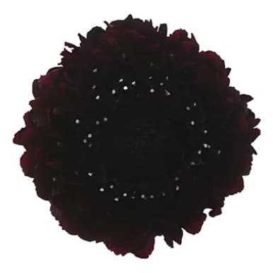 Scabiosa Bon Bon Scoop™ Maraschino