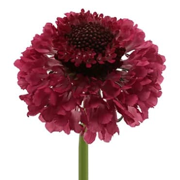 Scabiosa Dark Cherry Scoop®