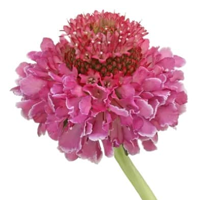 Scabiosa Focal Scoop™ Bicolor Pink