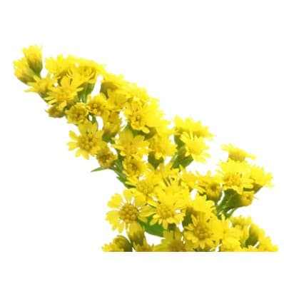 Solidago Carzan® Glory