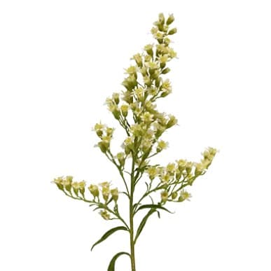 Solidago Carzan® Moonlight