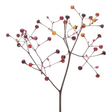 Talinum 'Long John'